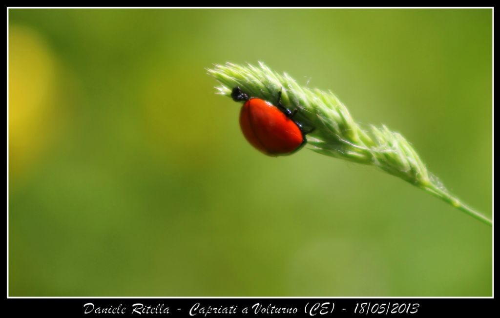 Chrysolina sp. - Capriati a Volturno (CE)